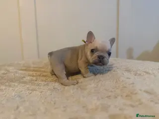 French Bulldog dogs French bulldog puppies - Advert 19