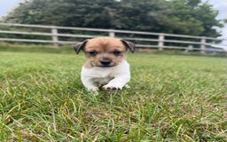 Jack Russell dogs for sale: Jack Russell Puppies - Image 2