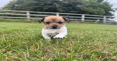 Jack Russell dogs - Advert 3