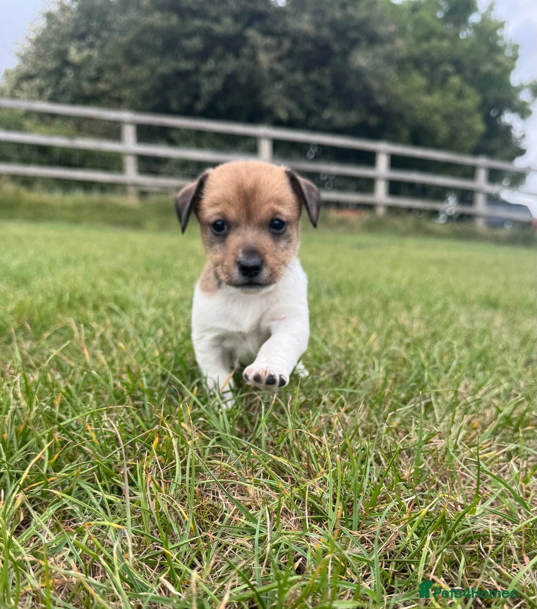 Jack Russell dogs for sale: Jack Russell Puppies - Image 2