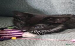 Mixed Breed cats for sale: Adorable kittens  - Image 14