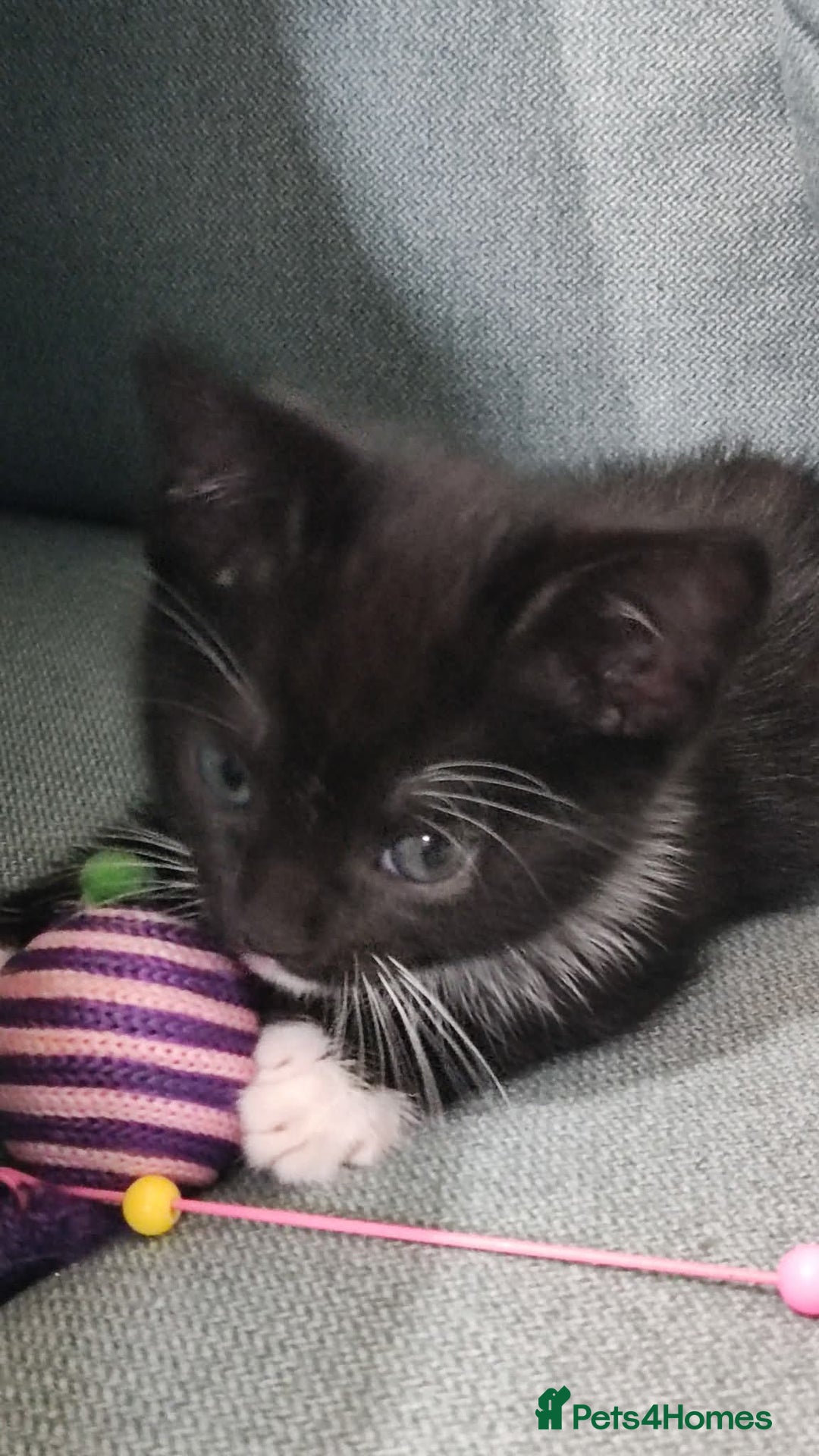 Mixed Breed cats for sale: Adorable kittens  - Image 14