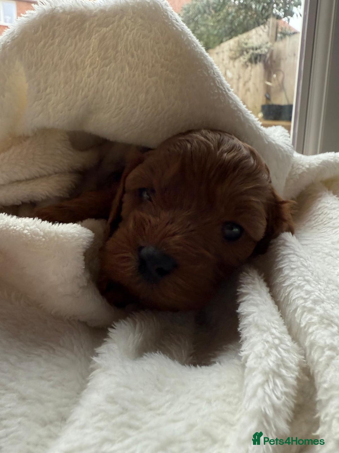 Cavapoo dogs for sale: Cavapoo puppies for sale - Advert 18
