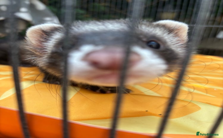 Ferret rodents - Advert 2