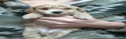 Maltipoo dogs for sale: Fully health tested confident happy maltipoo pups - Advert 20