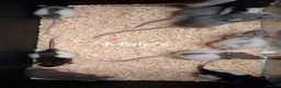 Rat rodents for sale: Baby Dumbo Rat's  - Advert 13