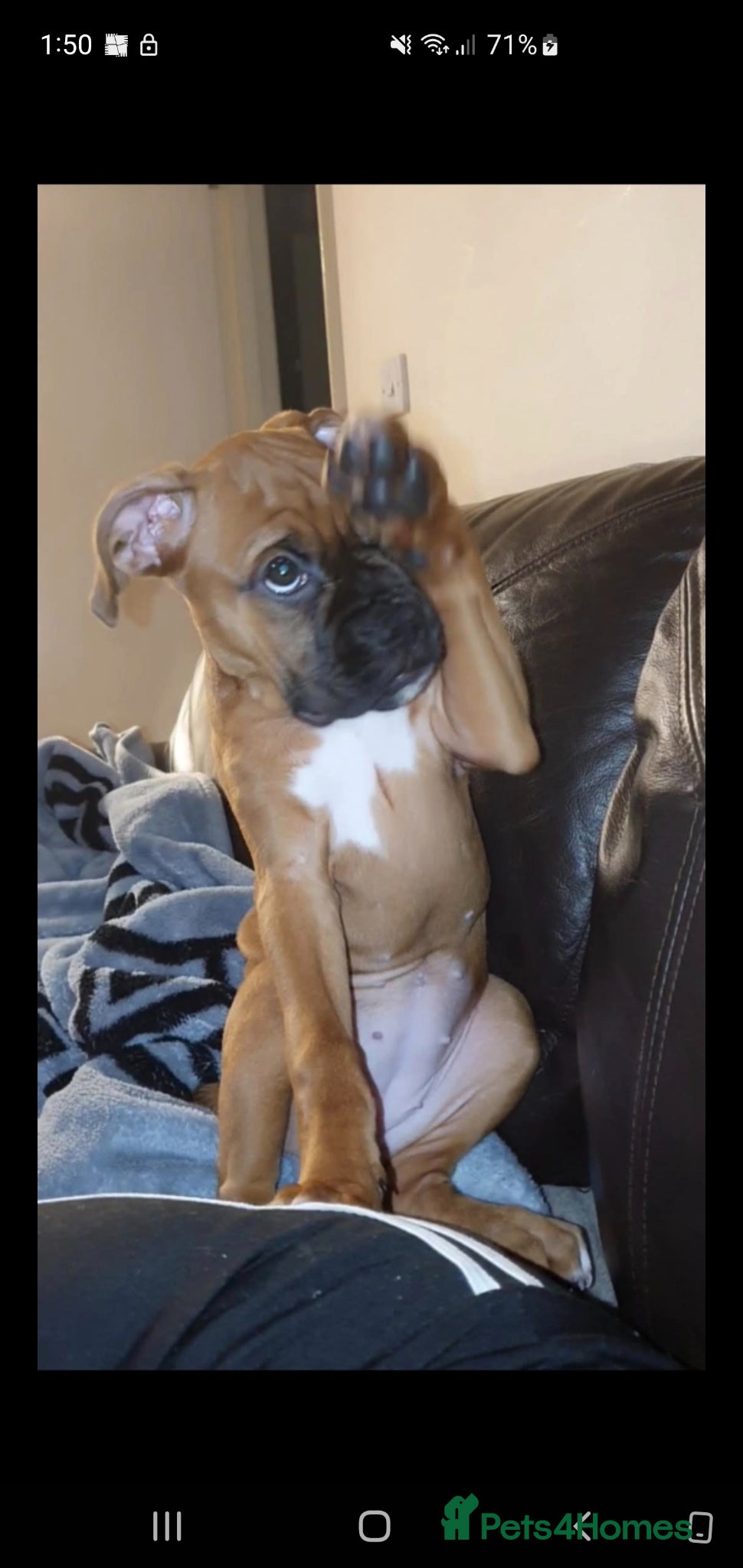 Boxer dogs Boxer  - Advert 5