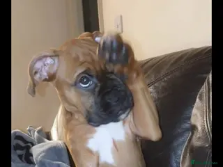 Boxer dogs Boxer - Advert 5