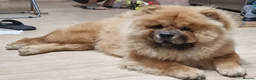 Chow Chow dogs for sale: Chow chow  - Advert 13