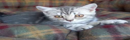 British Shorthair cats for sale: Super GCCF registered kittens  - Advert 11