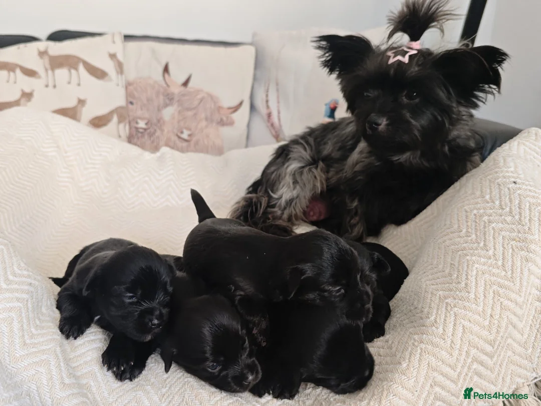 Yorkshire Terrier dogs for sale: Yorkshire terrier Dark puppies in Milton Keynes - Advert 9