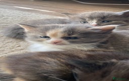 Mixed Breed cats for sale: Beautiful kittens for sale - Image 5