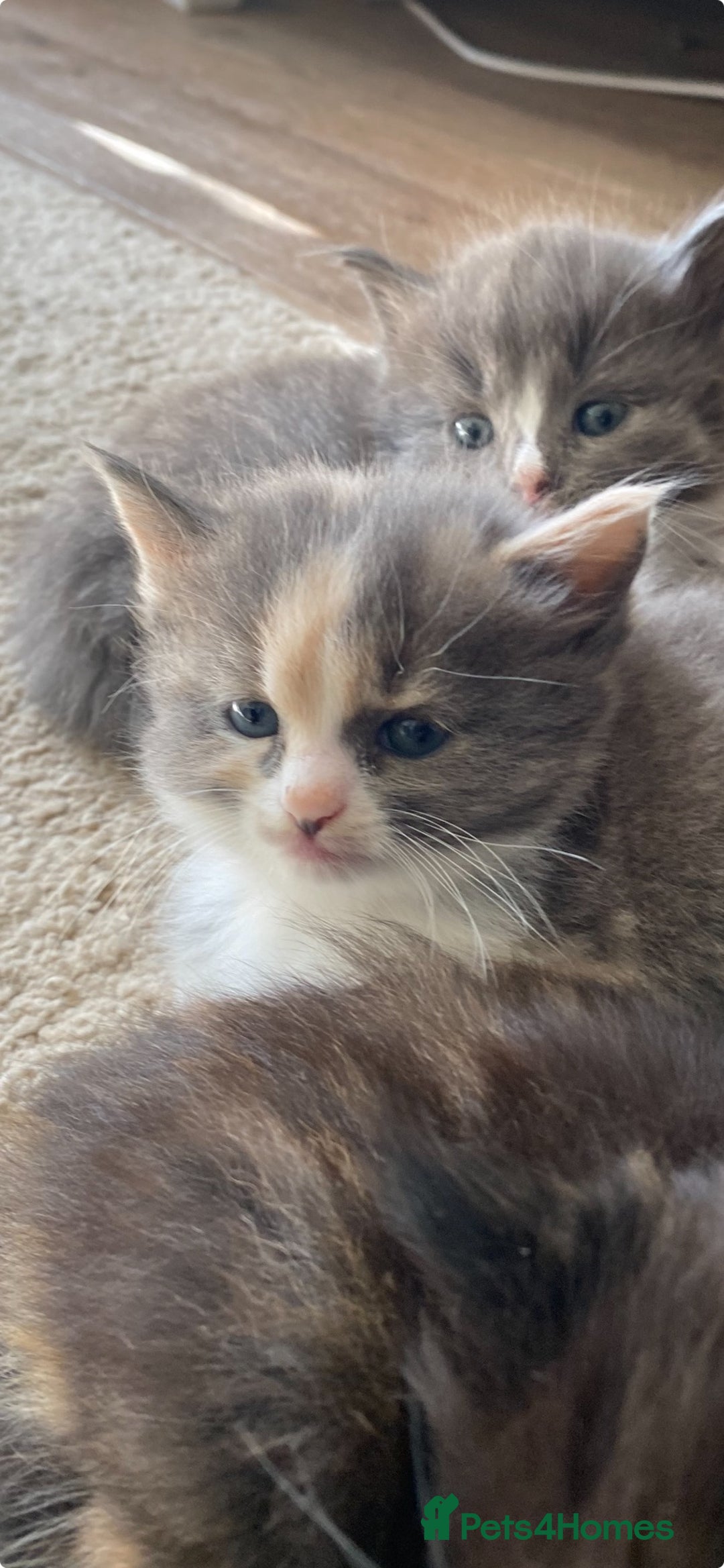 Mixed Breed cats for sale: Beautiful kittens for sale - Image 5