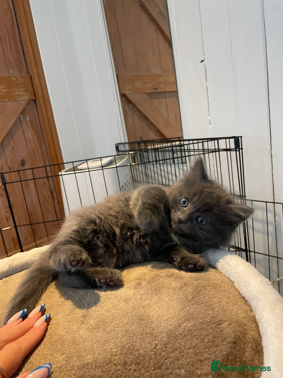 Mixed Breed cats for sale: Beautiful persian cross long hair domestic cat  - Advert 40