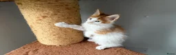 Maine Coon cats for sale: Maine coon kittens - Advert 14