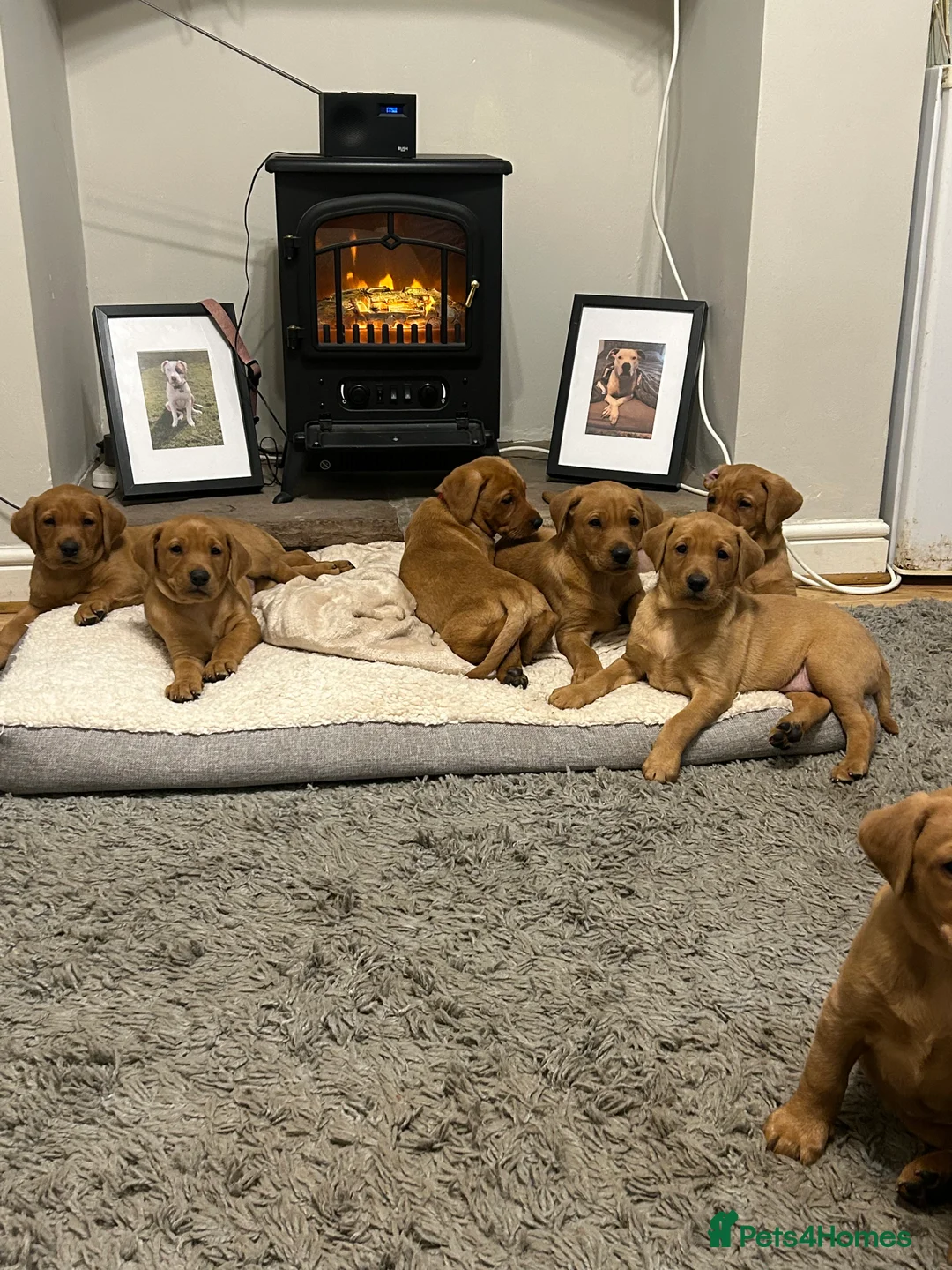 Labrador Retriever dogs for sale: Fox red lab in Nottingham - Advert 7
