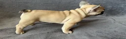 French Bulldog dogs for sale: KC Registered French Bulldogs Boys Ready Now in Borehamwood - Advert 18