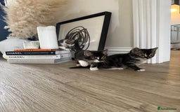 Bengal cats for sale: Bengal x Kittens - Image 7