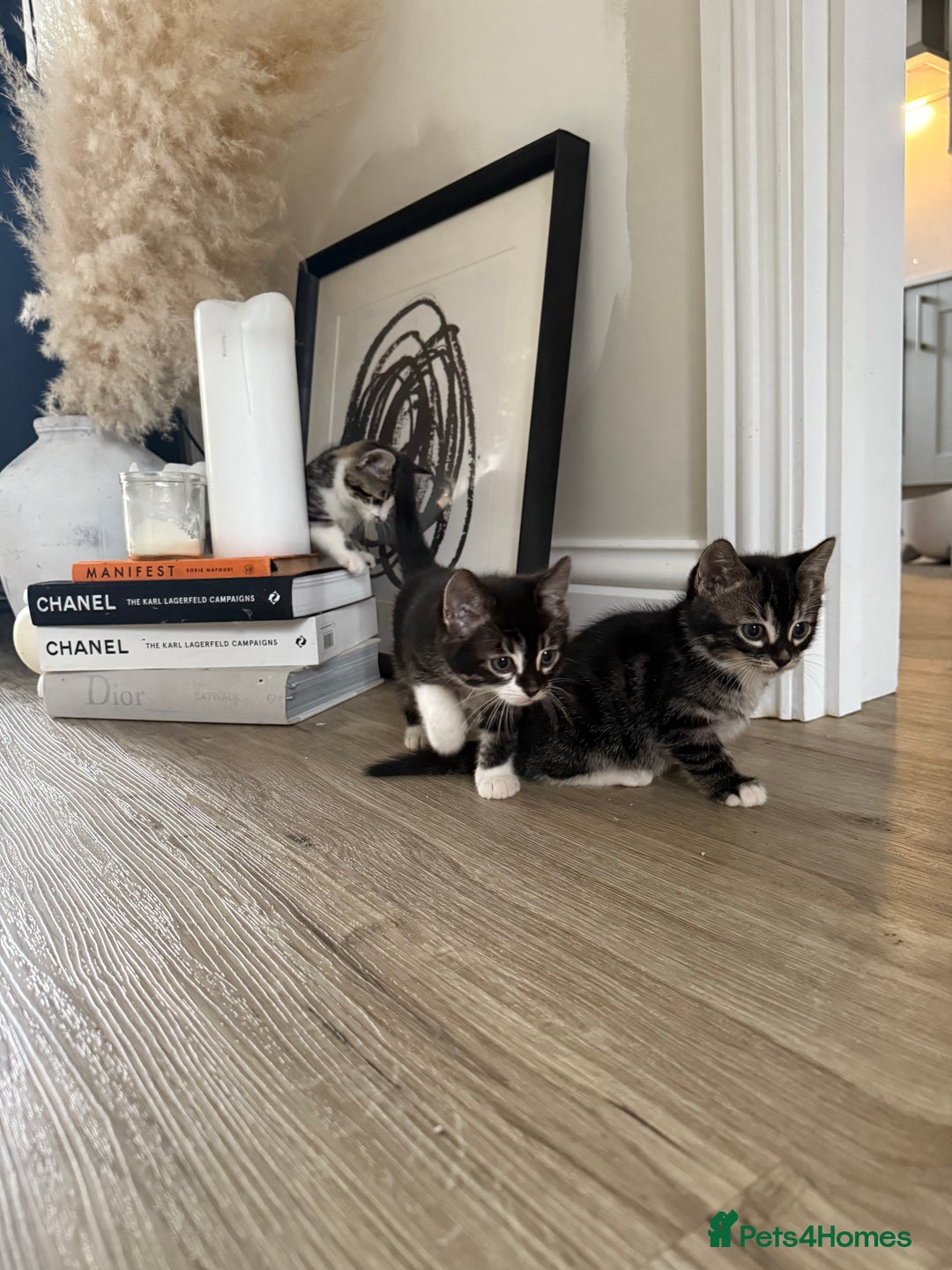 Bengal cats for sale: Bengal x Kittens - Image 7