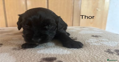 Cockapoo dogs - Advert 3