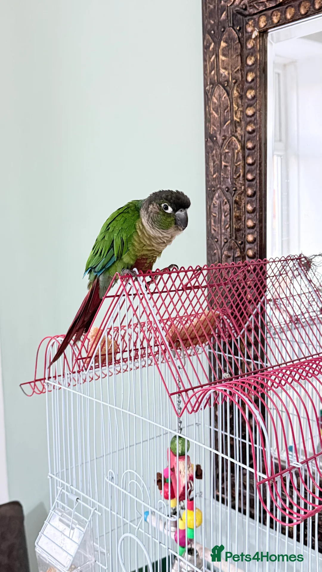 Conures birds for sale: Green-Cheek Conure (8 Months & Food Included - Advert 2