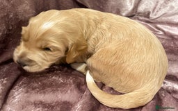 Labradoodle dogs for sale: Labradoodles for Sale! - Image 8