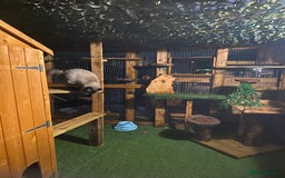 Ragdoll cats for stud: Active gccf stud chocolate carrier seal point  in Grantham - Image 7