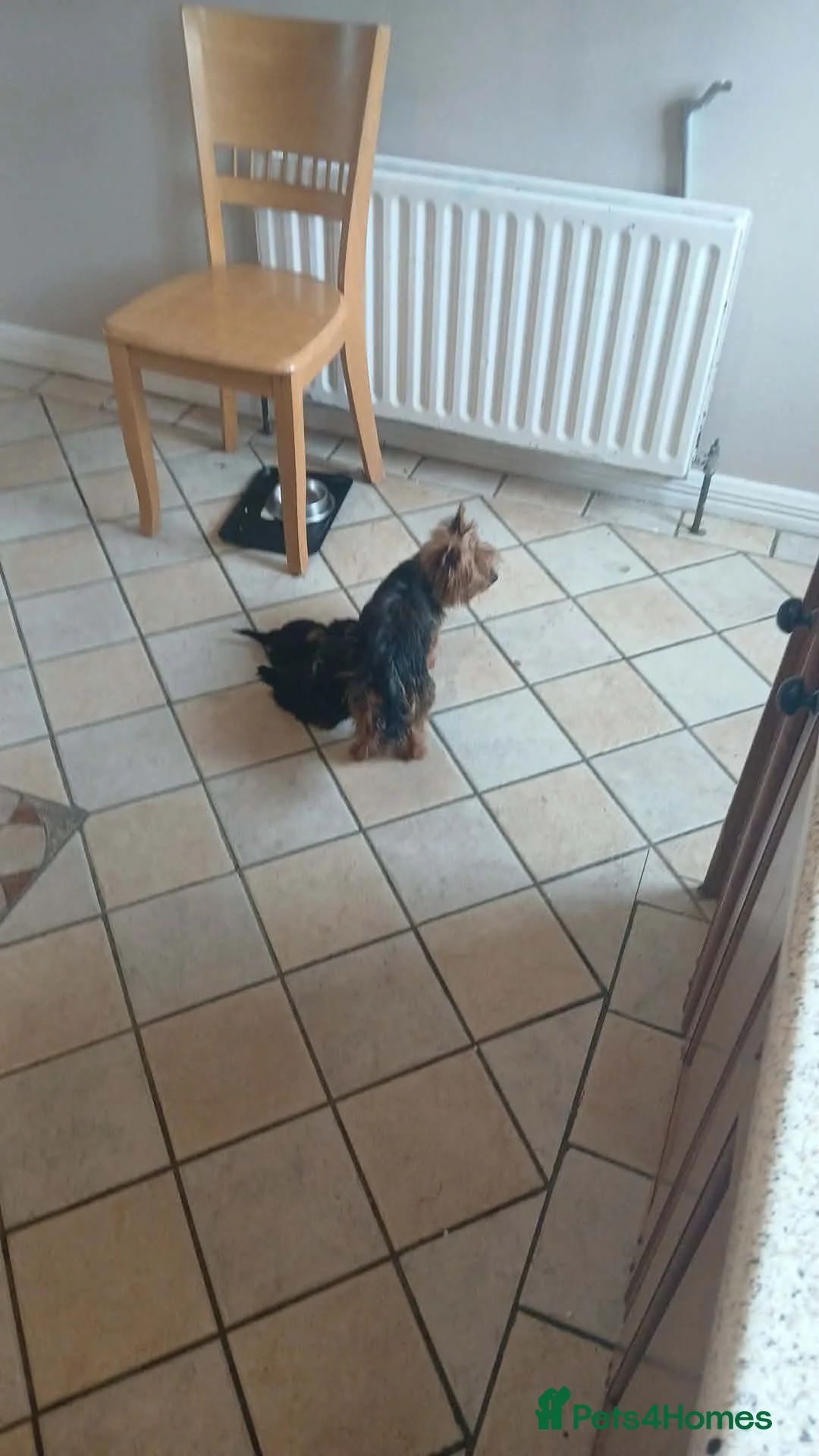 Yorkshire Terrier dogs for sale: Gorgeous Yorkshire terrier puppys  - Advert 2