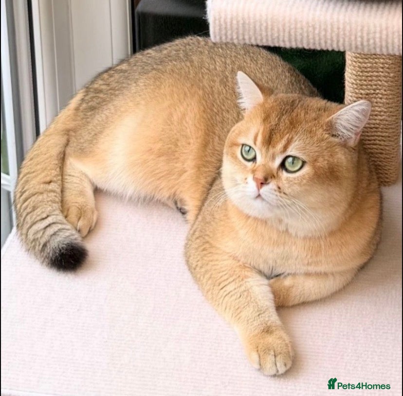 British Shorthair cats for sale: British Shorthair Golden & Silver Kittens  - Advert 11