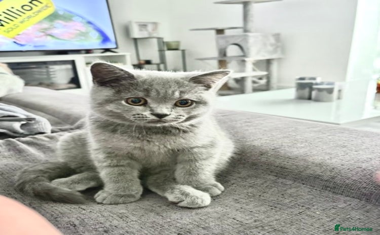 British Shorthair cats - Advert 15