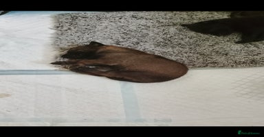 Belgian Shepherd Dog dogs - Advert 9