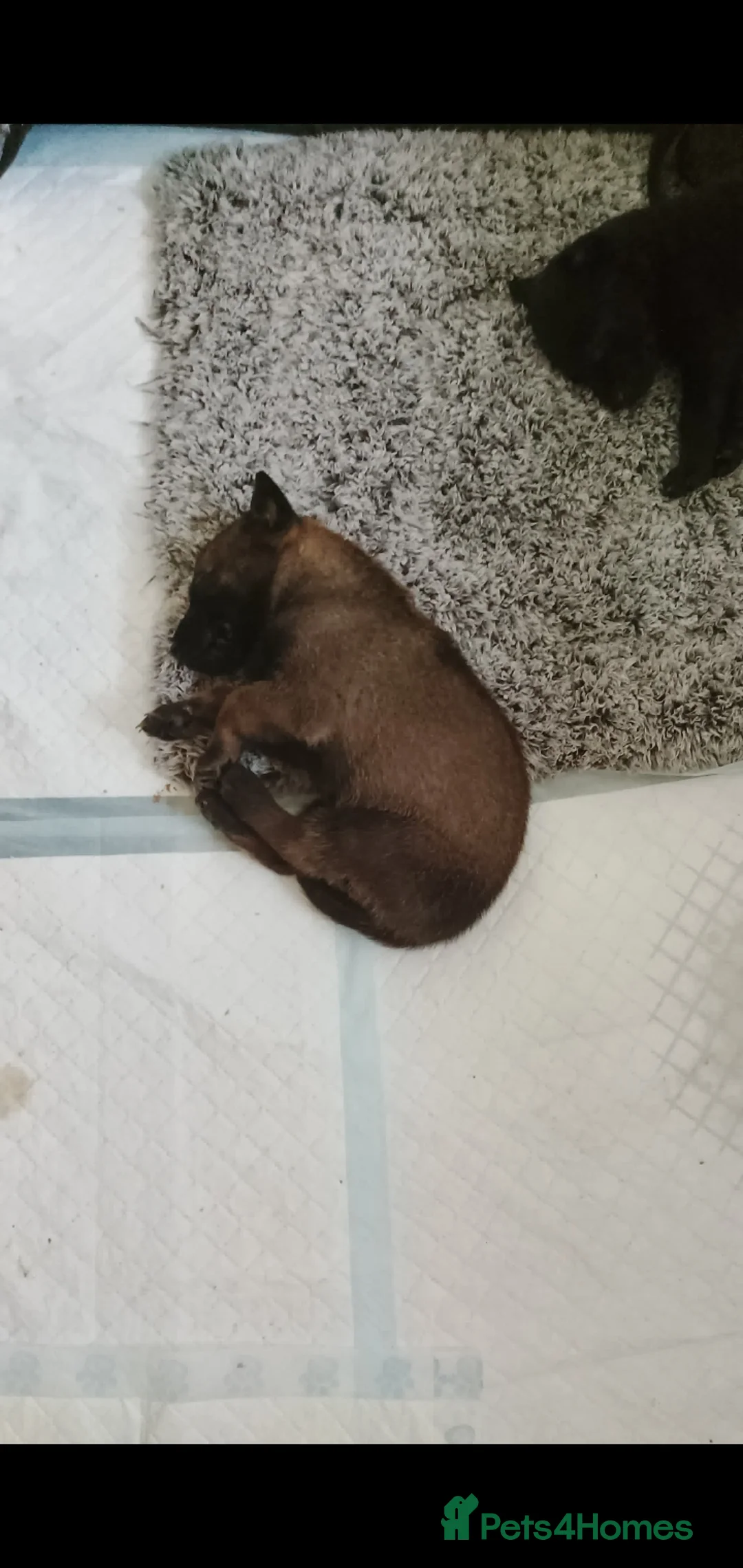 Belgian Shepherd Dog dogs for sale: Belgian malinois puppies  - Advert 3