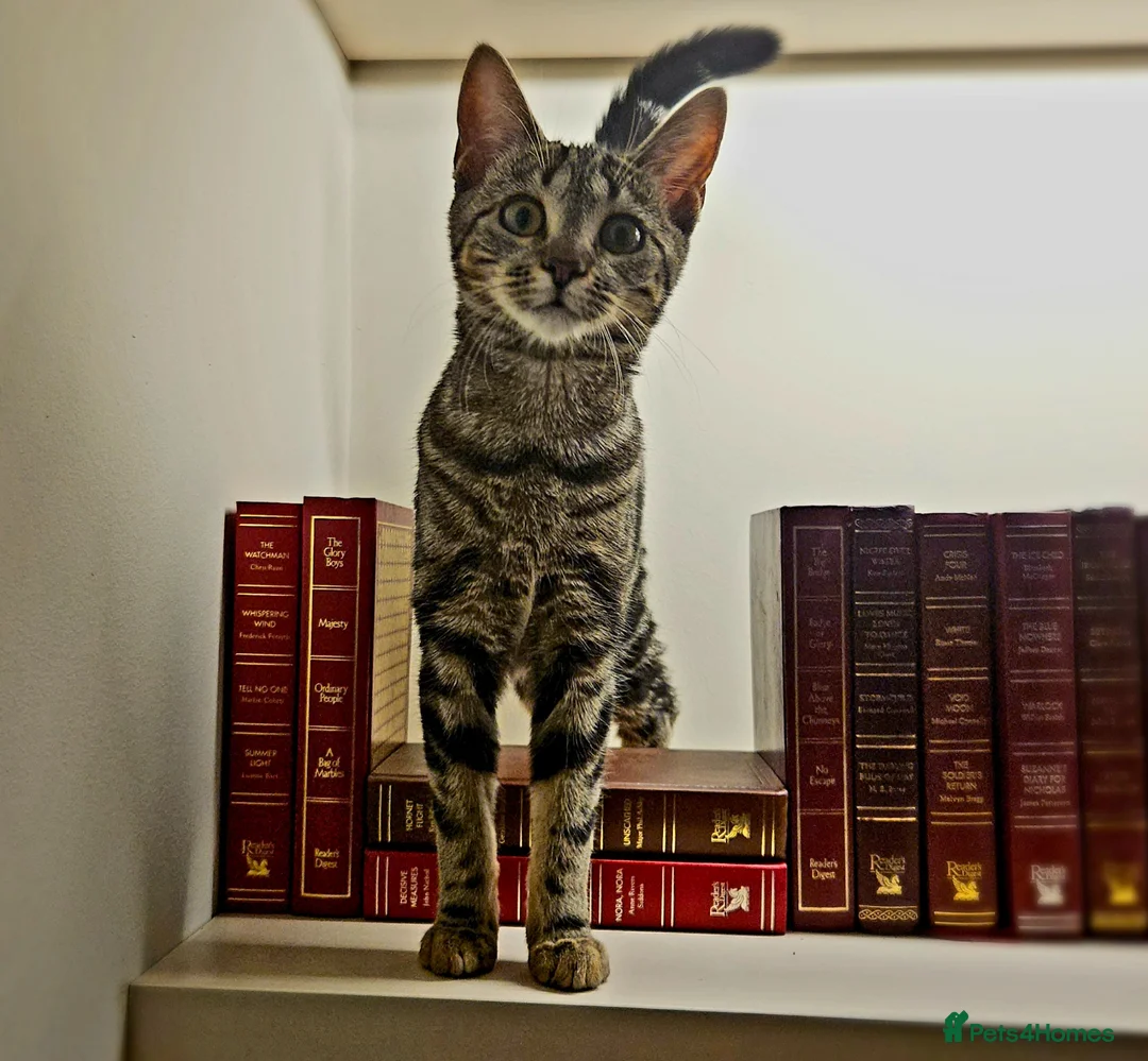 Bengal cats for sale: New home for Rani - Advert 2