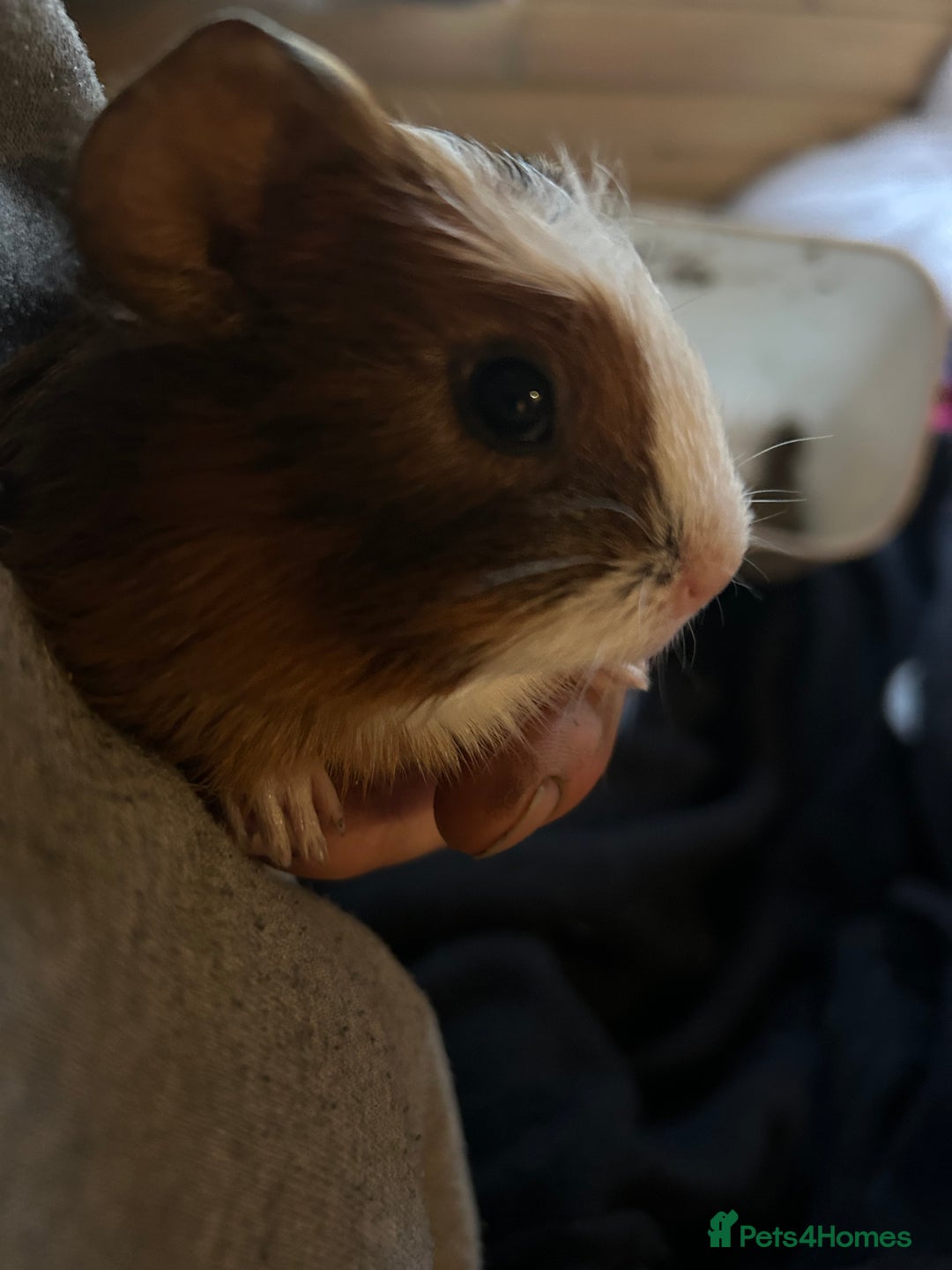 Guinea Pig rodents for sale: Beautiful Baby Guinea Pigs. - Advert 15