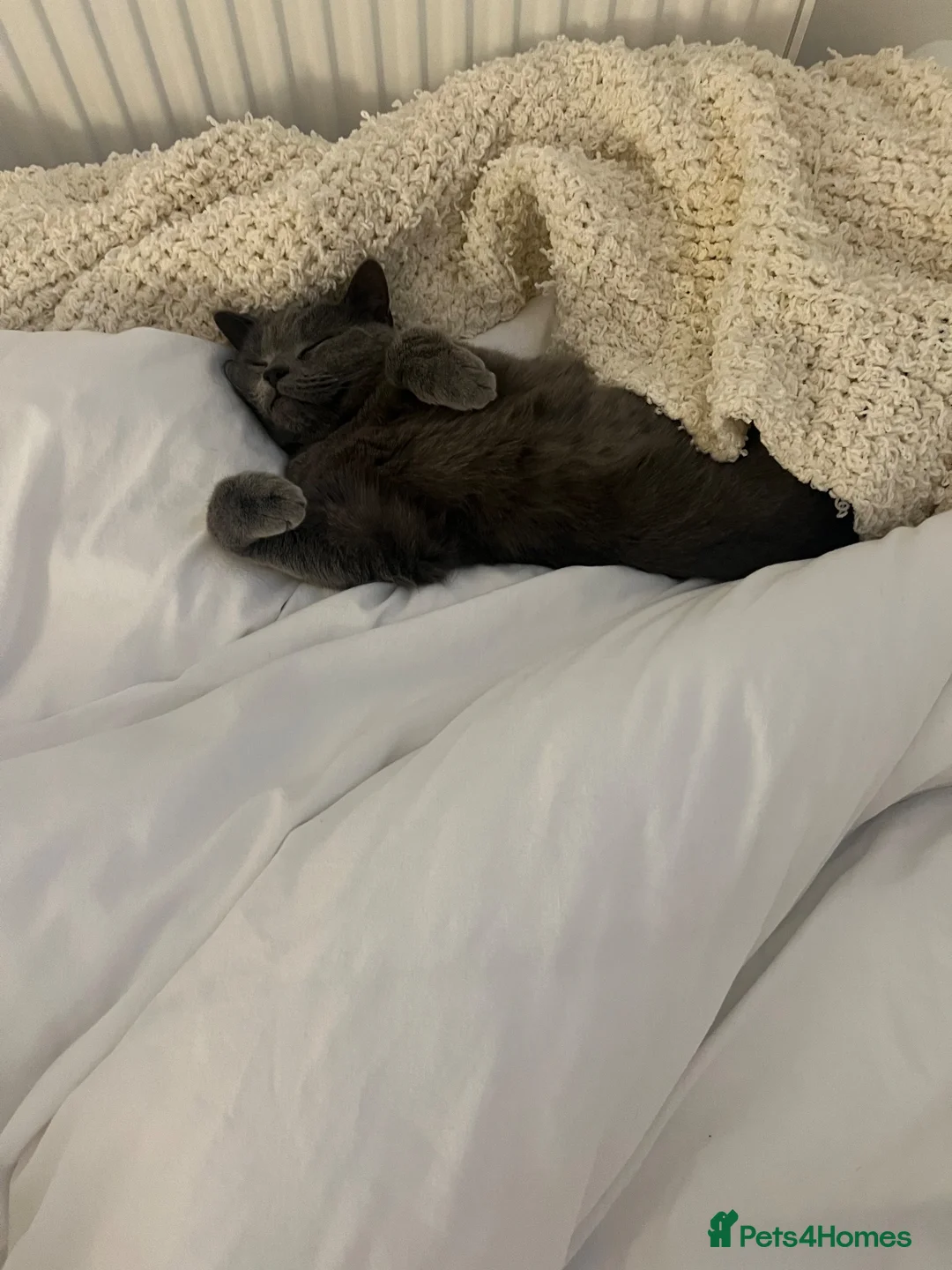 Mixed Breed cats for sale: CATS FOR FREE in Wolverhampton - Advert 2