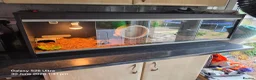 Tortoise reptiles for sale: Spur thighed Greek tortoise in Cwmbran - Advert 1