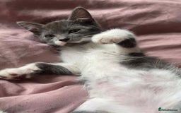 British Longhair cats for sale: 2 male gray and white kittens 14weeks - Image 4