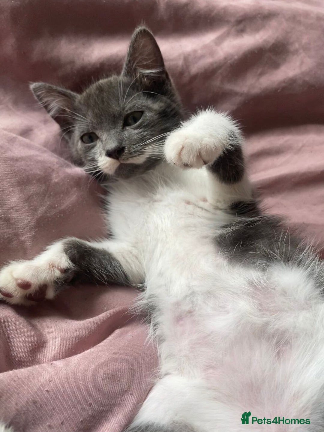 British Longhair cats for sale: 2 male gray and white kittens 14weeks - Image 4