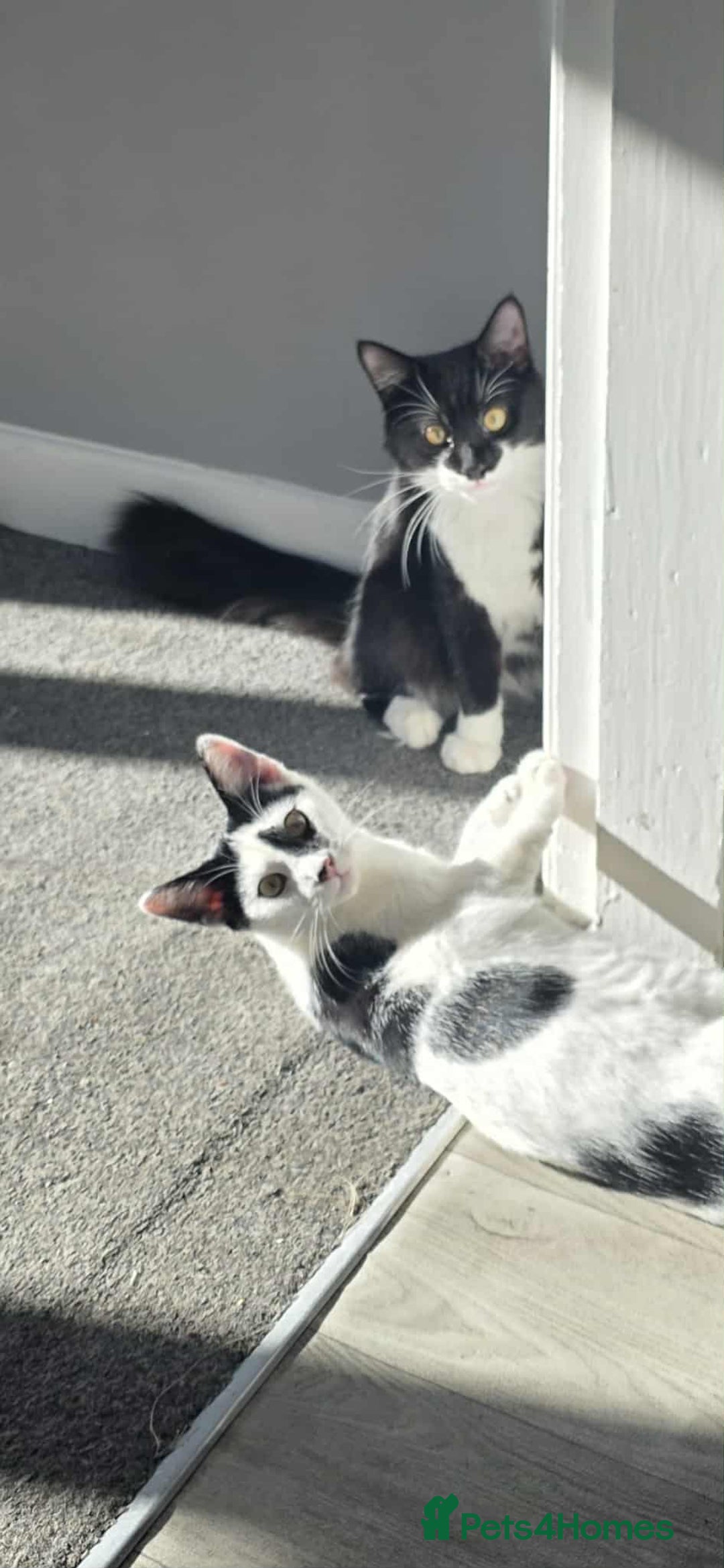 Mixed Breed cats for sale: Bonded 6 month Siblings - Image 1