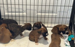 Boxer dogs for sale: Gorgeous Kc Boxer Puppies - Image 5
