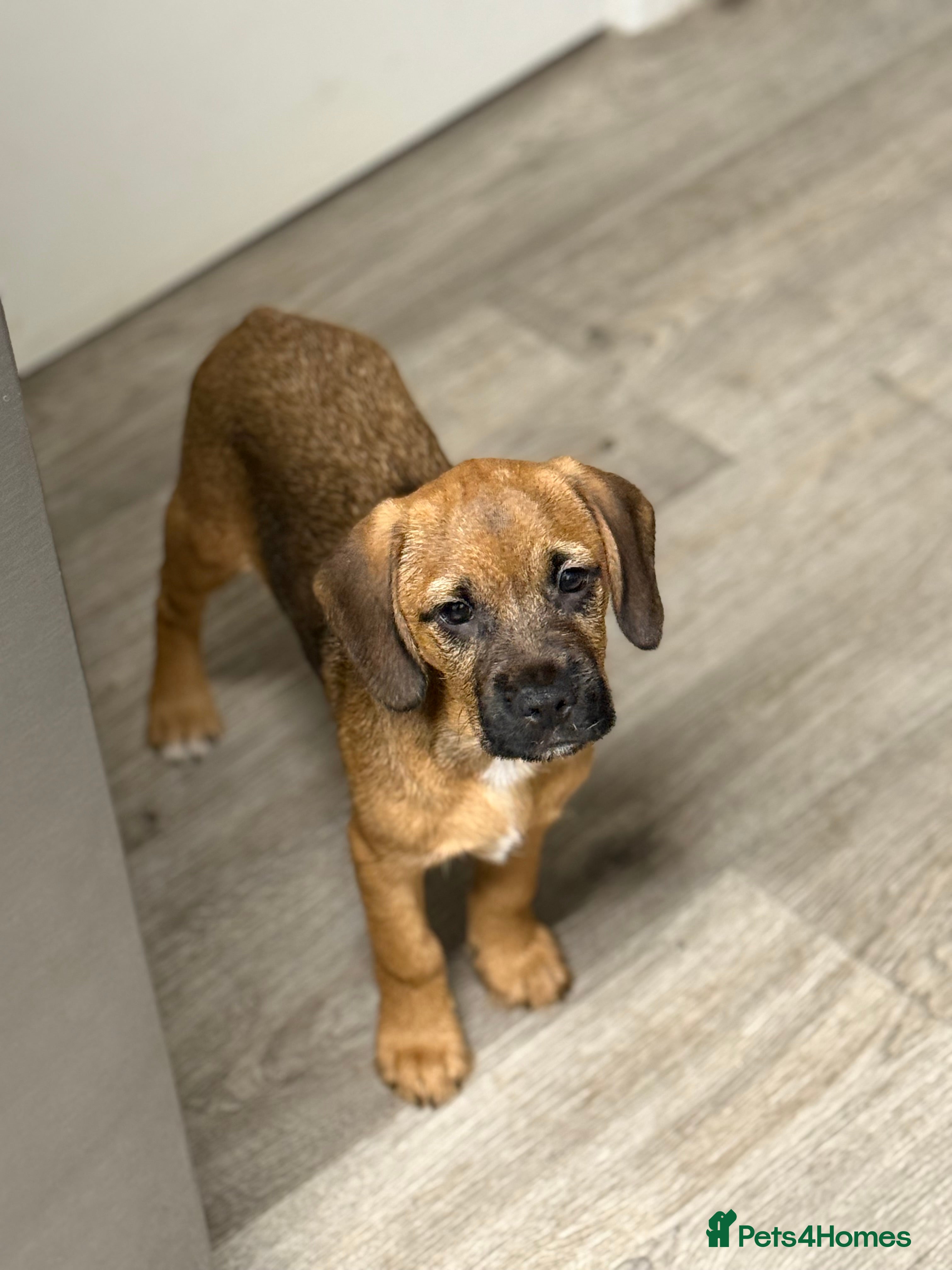 Mixed Breed dogs Borders - 1 dog pups left *reduced* - Advert 13