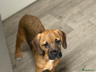 Mixed Breed dogs Borders - 1 dog pups left *reduced* - Advert 16