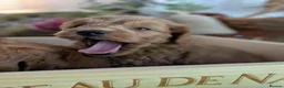 Cockapoo dogs for sale: F1B Cockapoo Puppies, four boys two girls. - Advert 13