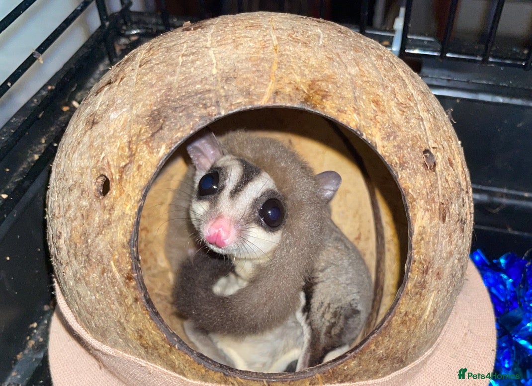 Sugar Glider rodents for sale: **PLEASE READ** - Advert 4