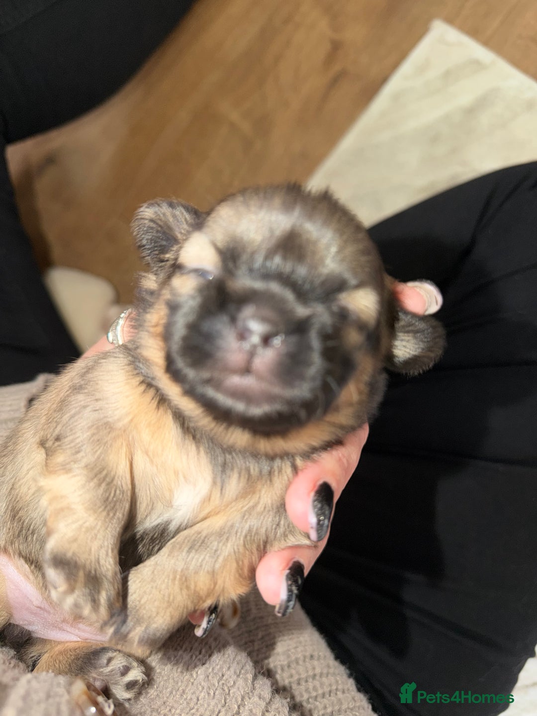 Shih Tzu dogs for sale: Shih Tzu’s  - Advert 18