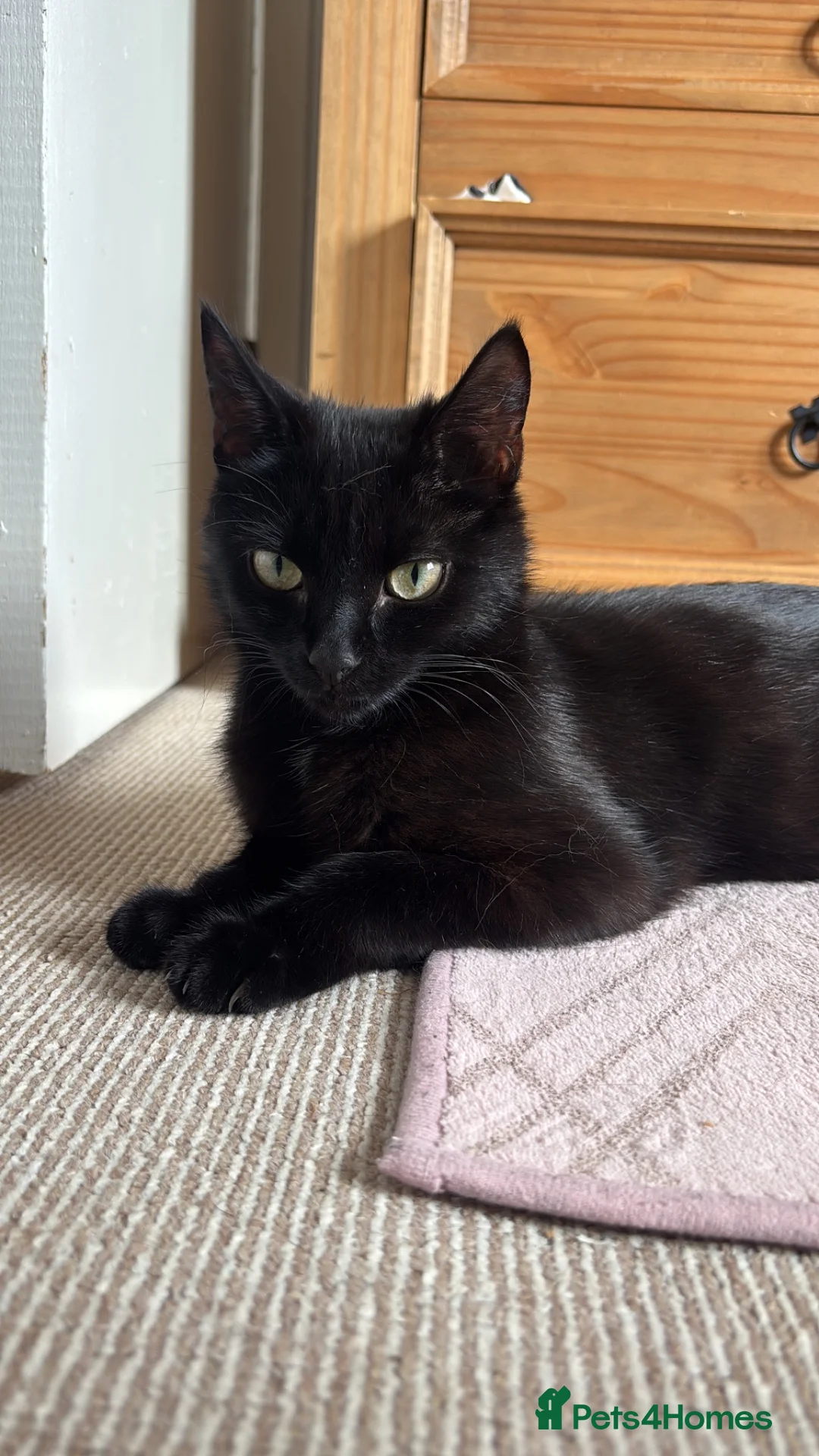 Mixed Breed cats for sale: Two males looking for homes  in Dundee - Advert 1