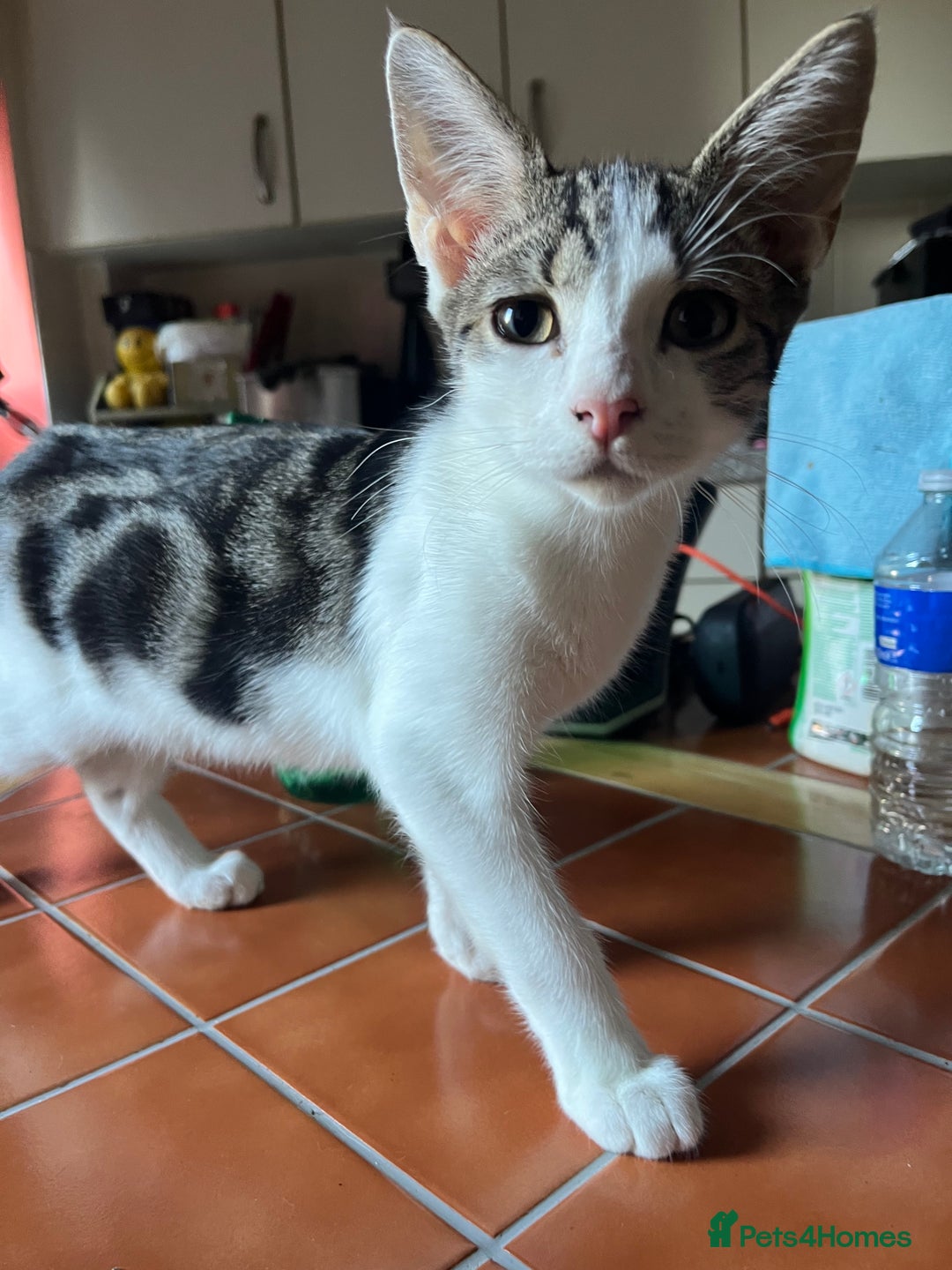 Mixed Breed cats for sale: Beautiful mixed kittens  - Image 22