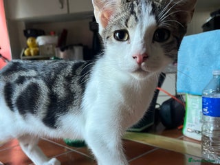 Mixed Breed cats - Advert 33