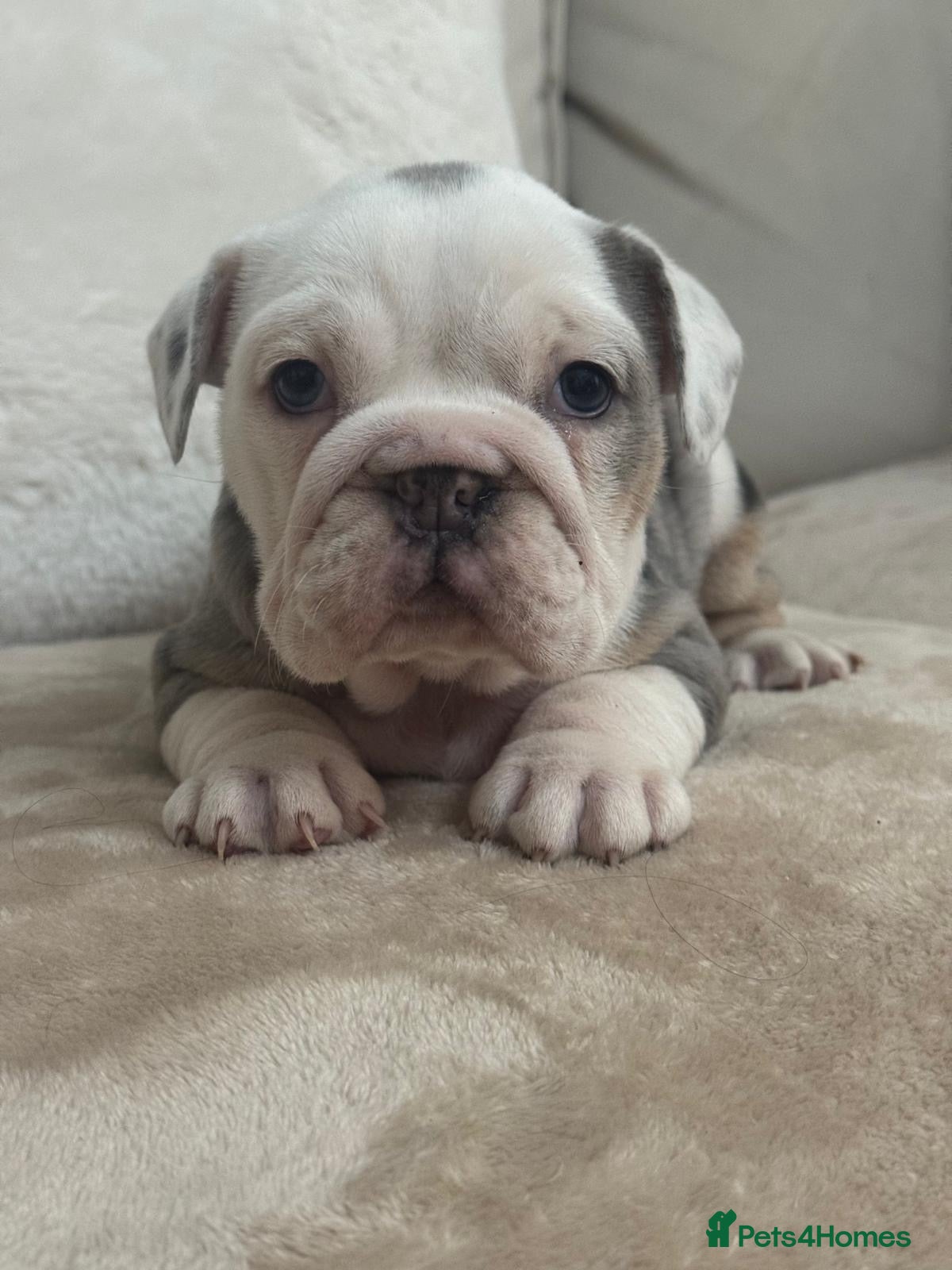 English Bulldog dogs Blue merle English bulldog female❤️ - Advert 2