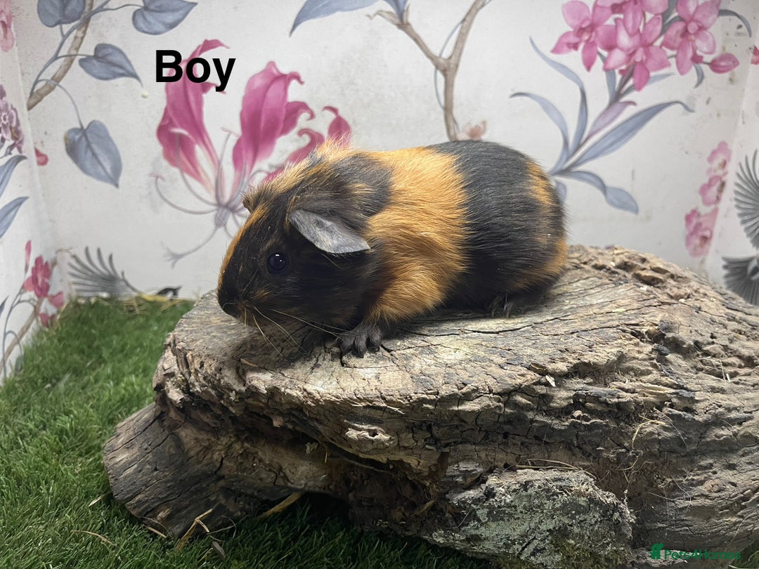 Guinea Pig rodents for sale: Male guinea pigs  - Image 5